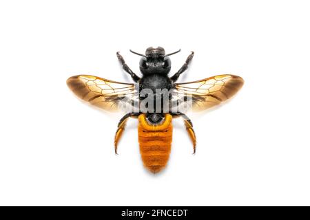 Image d'abeille en résine de queue de feu isolée sur fond blanc. Animal. Insecte. Banque D'Images