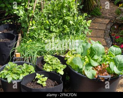 Lit de légumes et pots élevés à la mi-mai planté de petits pois, radis, échalotes, ail, pommes de terre,chou et laitue Banque D'Images