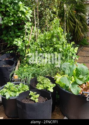 Lit de légumes et pots élevés à la mi-mai planté de petits pois, radis, échalotes, ail, pommes de terre,chou et laitue Banque D'Images