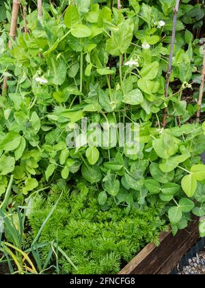 Carotte 'Peedo F1' et pois de jardin 'Metéor' poussant dans un petit lit surélevé dans un jardin de Plymouth, Royaume-Uni, à la mi-mai Banque D'Images