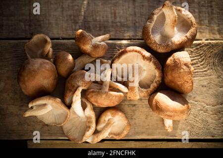 Champignons shiitake britanniques achetés dans un supermarché sur fond de bois. Angleterre GB Banque D'Images