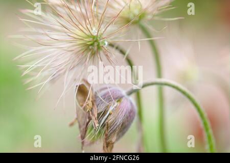 Gros plan d'un feuillage soyeux soufflé par le vent d'une fleur de Pasque , 'Papageno'/ pulsatilla vulgaris Banque D'Images