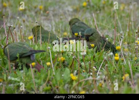 Parakeet austral (Enicognathus ferrugineus) aussi appelé austral conure, ou parakeet émeraude, vu à El Chalten, patagonie Argentine Banque D'Images