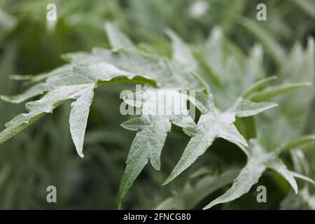 Gros plan du feuillage vert argenté de l'usine de Cardoon / Cynara cardunculus Banque D'Images