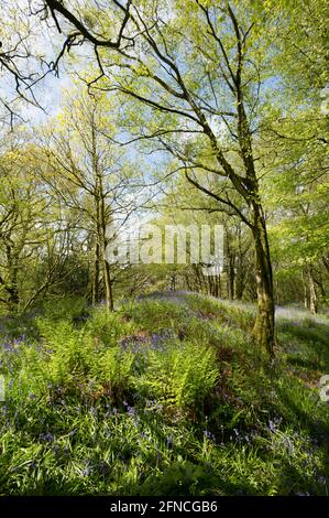 Une forêt à feuilles caduques en mai, par une journée ensoleillée avec des cloches et de nombreuses autres espèces de plantes sur le plancher de la forêt. Nord Dorset Angleterre GB Banque D'Images