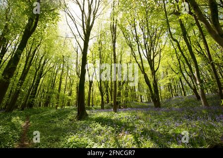 Une forêt à feuilles caduques en mai, par une journée ensoleillée avec des cloches et de nombreuses autres espèces de plantes sur le plancher de la forêt. Nord Dorset Angleterre GB Banque D'Images