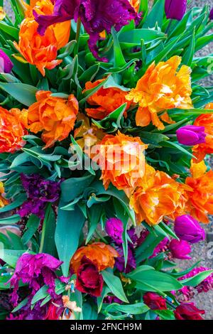 Vue de dessus des tulipes orange et violettes avec des feuilles vertes Banque D'Images