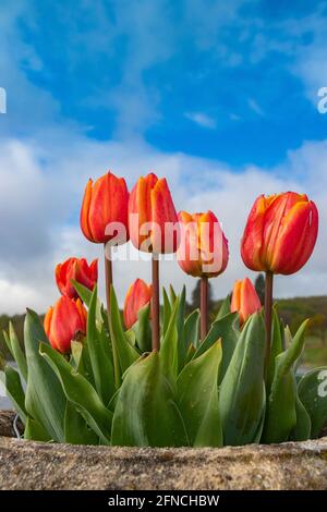 Gros plan de tulipes multicolores dans un semoir en pierre à Trentham Jardins Stoke on Trent Banque D'Images
