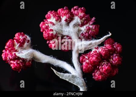 Helichrysum Sanguineum - alias fleurs rouges persistantes, Bélé rouge, floraison à la fin du printemps dans la région méditerranéenne, les montagnes de Judée, Israël. Fleurs éternelles. Photo de haute qualité Banque D'Images