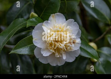 Jaune crémeux double fleur Camellia williamsii Jurys jaune en fleur au printemps Banque D'Images