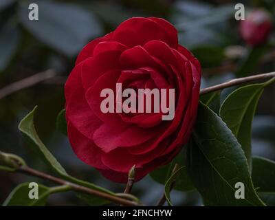 Camellia williamsii les jury en fleur rouge foncé à double fleur au printemps Banque D'Images