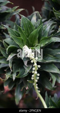 Fleurs, plantes et verdure se trouvent dans et autour des jardins d'Alfred Garden Estate Banque D'Images