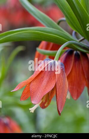 Gros plan d'une seule fleur de Fritilaria imperalis Red Beauty ressort Banque D'Images