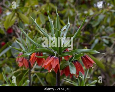 Gros plan de Fritilaria imperalis Red Beauty en fleur dans ressort Banque D'Images