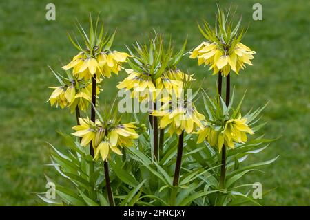 Groupe de Fritilaria imperarialis jaune pâle pointes de fleurs à sensation précoce au printemps Banque D'Images