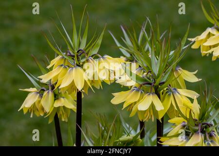 Gros plan des fleurs de Fritilaria imperarialis jaune pâle à sensation précoce au printemps Banque D'Images