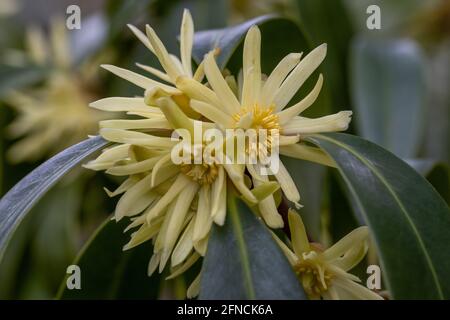 Groupe de fleurs rares jaune citron Ilicium simonsii au printemps Banque D'Images