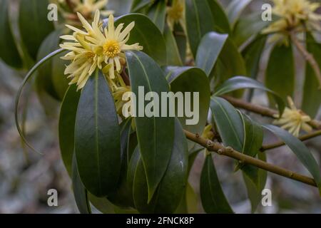 Branche de fleurs rares jaune citron Ilicium simonsii au printemps Banque D'Images