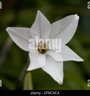 Une fleur d'album blanc pur Ipheion uniflorum au printemps Banque D'Images