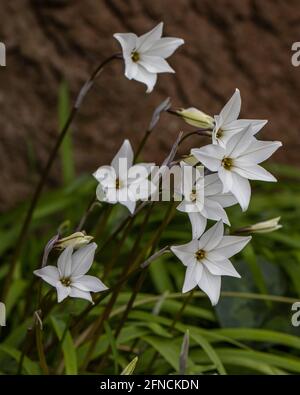 Groupe de fleurs d'album blanc pur Ipheion uniflorum au printemps Banque D'Images