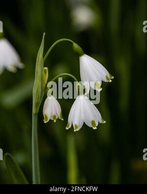 Gros plan de fleurs blanches pures de Leucojum aestivum au printemps Banque D'Images