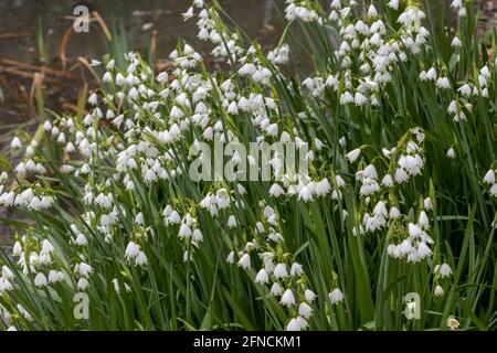 Masse de fleurs blanches pures de Leucojum aestivum au printemps Banque D'Images