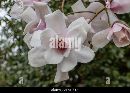 Immense rose pâle délicat Magnolia Campbellii sups Mollicomata fleurs dedans ressort Banque D'Images