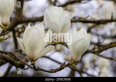 Gros plan de blanc crémeux Magnolia denudata Giubiasco fleurit ressort Banque D'Images