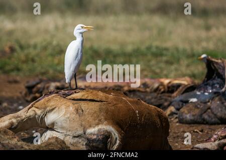 Egret de bovin occidental en carcasse dans le centre de réhabilitation Vulpro, Afrique du Sud ; espèce Bubulcus famille ibis d'Ardeidae Banque D'Images