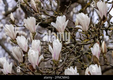 Groupe de fleurs de Magnolia dénudées au printemps Banque D'Images