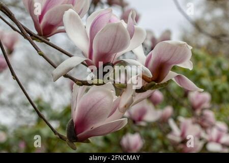 Gros plan de grandes fleurs rose pâle Magnolia Hot Lips au printemps Banque D'Images