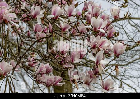 Grand spécimen de Magnolia lèvres chaudes en pleine fleur dans ressort Banque D'Images