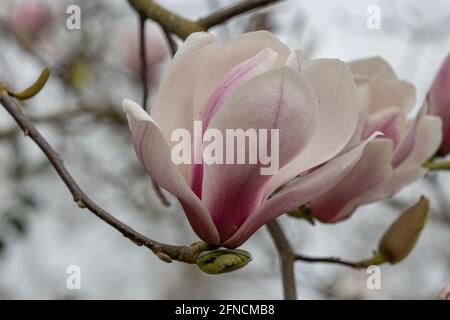 Gros plan de la grande fleur rose pâle Magnolia Hot Lips au printemps Banque D'Images