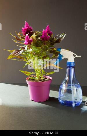 La maison pourpre fleurs dans la belle lumière du soleil sur fond blak et Violet pot nommé Astilbe chinensis visions en rouge Banque D'Images