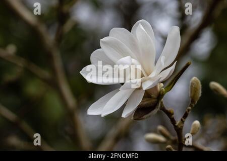 Fleur unique de Magnolia loebneri encore blanc au printemps Banque D'Images