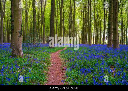 Bluebells-Hyacinthoides non-scripta. Banque D'Images