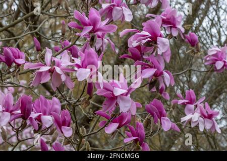 Masse de grandes fleurs de Magnolia Ruth violettes au printemps Banque D'Images