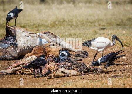 Nied Crow africain, ibis sacrété et Egrette de bétail déchargeant une carcasse de bétail dans le centre de réhabilitation Vulpro, Afrique du Sud ; famille de specie Corvus albus Banque D'Images