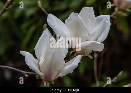 Paire de fleurs de gem blanc parfumées au magnolia au printemps Banque D'Images