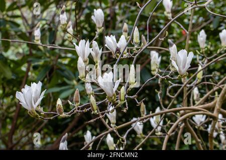 Groupe de fleurs de Magnolia soulangeana Alba blanches au printemps Banque D'Images