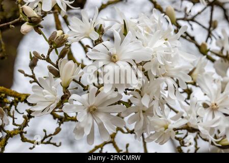 Masse d'étoiles blanceMagnolia Stellata Royal Star fleurs dedans ressort Banque D'Images