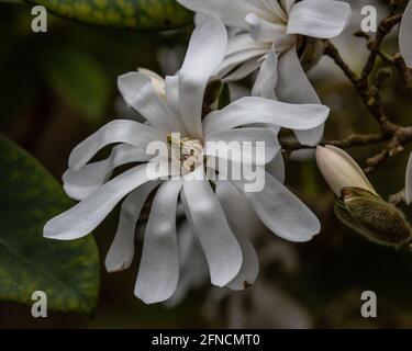 Gros plan de la fleur de Magnolia stellata au printemps Banque D'Images
