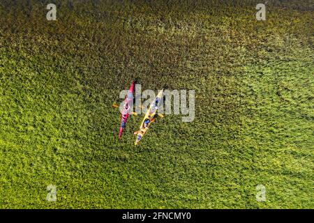 Vue aérienne supérieure de deux kayaks en grand roseaux sur le lac Cerknica, pris par drone, Slovénie Banque D'Images