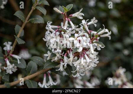 Groupe de fleurs blanches Osmanthus delevayi Frank Knight au printemps Banque D'Images