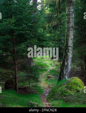 Chemin étroit dans la forêt dans les montagnes Zittau Allemagne Banque D'Images