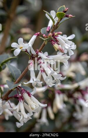 Pointe de fleur blanche unique d'Osmanthus delevayi Frank Knight in ressort Banque D'Images