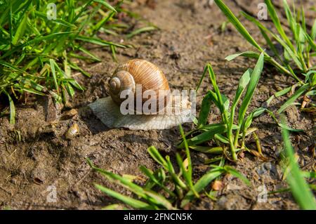 Vue en grand angle de l'escargot romain (Helix pomatia) sur un sentier humide boueux Banque D'Images
