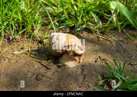 Vue en grand angle de l'escargot romain (Helix pomatia) sur un sentier humide boueux Banque D'Images