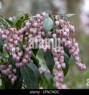 Gros plan de Piris Katsura en forme de cloche rose et blanche fleurs au printemps Banque D'Images