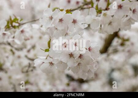 Gros plan de Prunus rose pâle la mariée fleurit ressort Banque D'Images